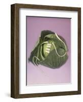 Cabbage with laces, 2000-Norman Hollands-Framed Photographic Print