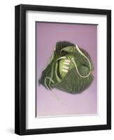 Cabbage with laces, 2000-Norman Hollands-Framed Photographic Print