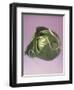 Cabbage with laces, 2000-Norman Hollands-Framed Photographic Print