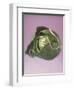 Cabbage with laces, 2000-Norman Hollands-Framed Photographic Print