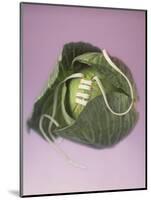 Cabbage with laces, 2000-Norman Hollands-Mounted Photographic Print