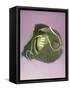 Cabbage with laces, 2000-Norman Hollands-Framed Stretched Canvas