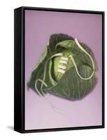 Cabbage with laces, 2000-Norman Hollands-Framed Stretched Canvas