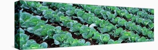 Cabbage, Yamhill Co, Oregon, USA-null-Stretched Canvas