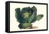 Cabbage-Philippe-Victoire Leveque de Vilmorin-Framed Stretched Canvas