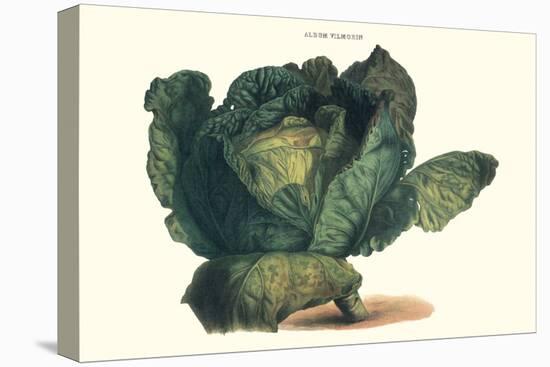 Cabbage-Philippe-Victoire Leveque de Vilmorin-Stretched Canvas