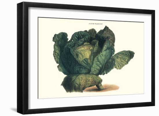 Cabbage-Philippe-Victoire Leveque de Vilmorin-Framed Art Print