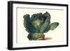 Cabbage-Philippe-Victoire Leveque de Vilmorin-Framed Art Print