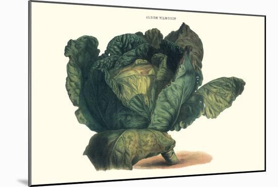 Cabbage-Philippe-Victoire Leveque de Vilmorin-Mounted Art Print