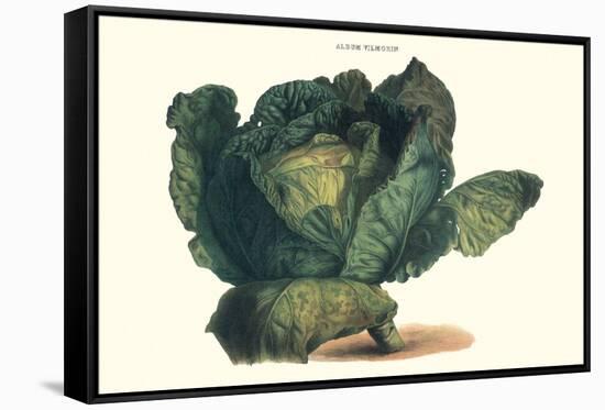 Cabbage-Philippe-Victoire Leveque de Vilmorin-Framed Stretched Canvas