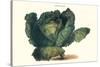 Cabbage-Philippe-Victoire Leveque de Vilmorin-Stretched Canvas