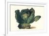 Cabbage-Philippe-Victoire Leveque de Vilmorin-Framed Premium Giclee Print