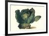 Cabbage-Philippe-Victoire Leveque de Vilmorin-Framed Premium Giclee Print