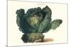 Cabbage-Philippe-Victoire Leveque de Vilmorin-Mounted Premium Giclee Print