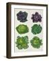 Cabbages: Tab. 1 from the `Album Benary', C.1876-Ernst Benary-Framed Giclee Print