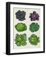 Cabbages: Tab. 1 from the `Album Benary', C.1876-Ernst Benary-Framed Giclee Print