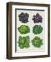 Cabbages: Tab. 1 from the `Album Benary', C.1876-Ernst Benary-Framed Giclee Print