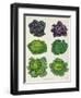 Cabbages: Tab. 1 from the `Album Benary', C.1876-Ernst Benary-Framed Giclee Print