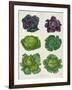 Cabbages: Tab. 1 from the `Album Benary', C.1876-Ernst Benary-Framed Giclee Print