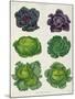 Cabbages: Tab. 1 from the `Album Benary', C.1876-Ernst Benary-Mounted Giclee Print