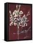 Cabernet Blossoms I-Liz Jardine-Framed Stretched Canvas