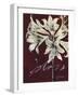 Cabernet Blossoms II-Liz Jardine-Framed Art Print
