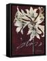 Cabernet Blossoms II-Liz Jardine-Framed Stretched Canvas