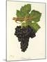 Cabernet Franc Grape-J. Troncy-Mounted Giclee Print