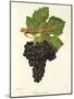 Cabernet Franc Grape-J. Troncy-Mounted Giclee Print