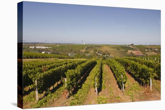 Cabernet Franc Grapes Growing in a Montsoreau Vineyard, Maine-Et-Loire, France, Europe-Julian Elliott-Stretched Canvas