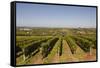 Cabernet Franc Grapes Growing in a Montsoreau Vineyard, Maine-Et-Loire, France, Europe-Julian Elliott-Framed Stretched Canvas