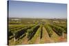 Cabernet Franc Grapes Growing in a Montsoreau Vineyard, Maine-Et-Loire, France, Europe-Julian Elliott-Stretched Canvas