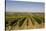 Cabernet Franc Grapes Growing in a Montsoreau Vineyard, Maine-Et-Loire, France, Europe-Julian Elliott-Stretched Canvas