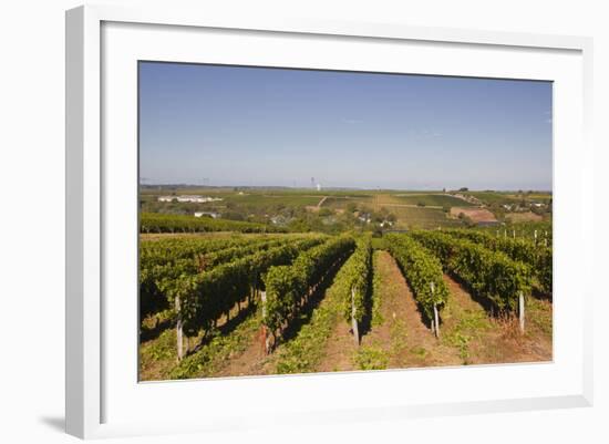 Cabernet Franc Grapes Growing in a Montsoreau Vineyard, Maine-Et-Loire, France, Europe-Julian Elliott-Framed Photographic Print