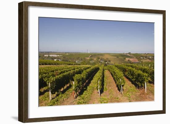 Cabernet Franc Grapes Growing in a Montsoreau Vineyard, Maine-Et-Loire, France, Europe-Julian Elliott-Framed Photographic Print