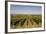 Cabernet Franc Grapes Growing in a Montsoreau Vineyard, Maine-Et-Loire, France, Europe-Julian Elliott-Framed Photographic Print