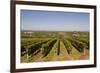 Cabernet Franc Grapes Growing in a Montsoreau Vineyard, Maine-Et-Loire, France, Europe-Julian Elliott-Framed Photographic Print