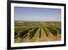 Cabernet Franc Grapes Growing in a Montsoreau Vineyard, Maine-Et-Loire, France, Europe-Julian Elliott-Framed Photographic Print