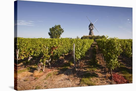 Cabernet Franc Grapes Growing in a Montsoreau Vineyard, Maine-Et-Loire, France, Europe-Julian Elliott-Stretched Canvas