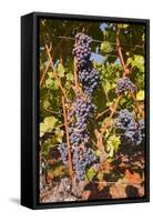 Cabernet Franc Grapes Growing in a Montsoreau Vineyard, Maine-Et-Loire, France, Europe-Julian Elliott-Framed Stretched Canvas