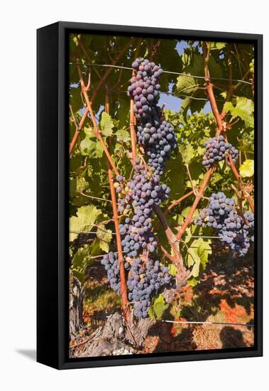 Cabernet Franc Grapes Growing in a Montsoreau Vineyard, Maine-Et-Loire, France, Europe-Julian Elliott-Framed Stretched Canvas