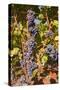 Cabernet Franc Grapes Growing in a Montsoreau Vineyard, Maine-Et-Loire, France, Europe-Julian Elliott-Stretched Canvas