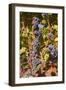 Cabernet Franc Grapes Growing in a Montsoreau Vineyard, Maine-Et-Loire, France, Europe-Julian Elliott-Framed Photographic Print