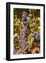 Cabernet Franc Grapes Growing in a Montsoreau Vineyard, Maine-Et-Loire, France, Europe-Julian Elliott-Framed Photographic Print