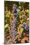 Cabernet Franc Grapes Growing in a Montsoreau Vineyard, Maine-Et-Loire, France, Europe-Julian Elliott-Mounted Photographic Print