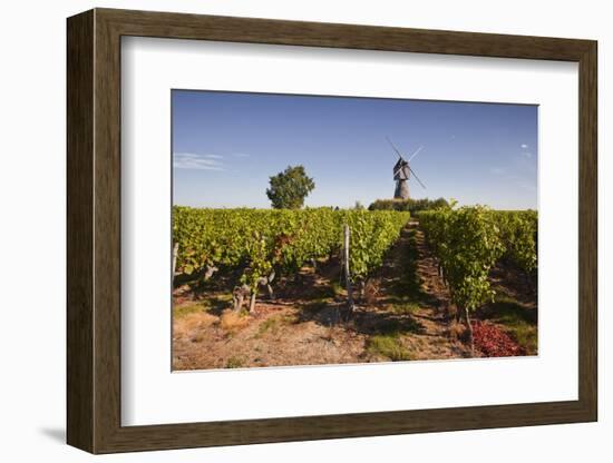 Cabernet Franc Grapes Growing in a Montsoreau Vineyard, Maine-Et-Loire, France, Europe-Julian Elliott-Framed Photographic Print