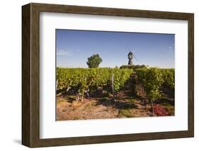 Cabernet Franc Grapes Growing in a Montsoreau Vineyard, Maine-Et-Loire, France, Europe-Julian Elliott-Framed Photographic Print