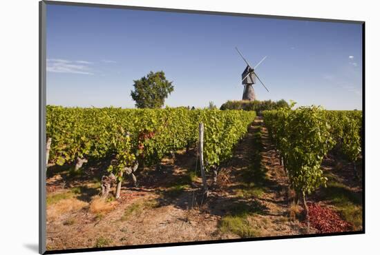 Cabernet Franc Grapes Growing in a Montsoreau Vineyard, Maine-Et-Loire, France, Europe-Julian Elliott-Mounted Photographic Print