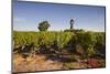 Cabernet Franc Grapes Growing in a Montsoreau Vineyard, Maine-Et-Loire, France, Europe-Julian Elliott-Mounted Photographic Print