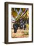 Cabernet Franc Grapes Growing in a Montsoreau Vineyard, Maine-Et-Loire, France, Europe-Julian Elliott-Framed Photographic Print